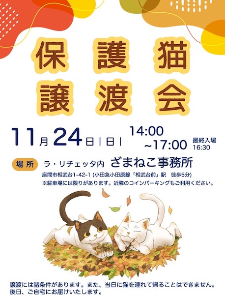 11月の譲渡会